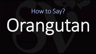 How to Pronounce Orangutan CORRECTLY [upl. by Leland981]