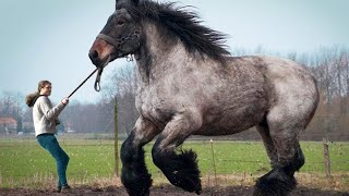 12 LARGEST Horse Breeds In The World [upl. by Sgninnej]