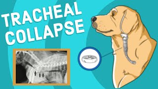 Tracheal Collapse in Dogs  Vet Explains [upl. by Atiken]