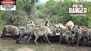 Hyena Clan Consume A Giraffe  Maasai Mara Safari  Zebra Plains [upl. by Blatt112]