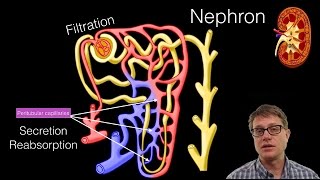 Normal Renal Anatomy [upl. by Rizan]