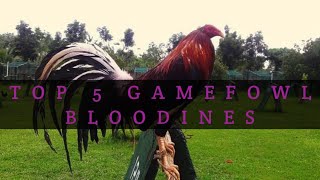 TOP 5 GAMEFOWL BLOODLINES [upl. by Oiretule]