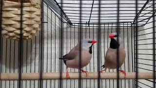 Long tailed finch makes crow sound [upl. by Cynar]