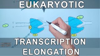 Transcription Elongation in Eukaryotes [upl. by Aiyn881]