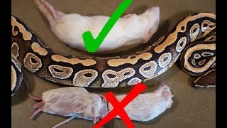 What Size Rodent Should you Feed your Snake [upl. by Eetsud]