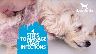 4 Simple Steps to Manage Yeast Infections in Dogs [upl. by Etiragram]