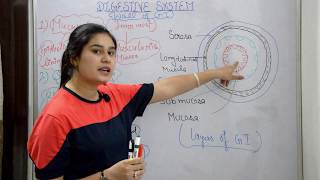 Digestive system anatomy amp physiology in hindi  functions  walls  layers of GI tract [upl. by Misa]