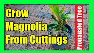 How To Grow Magnolia Tree from Cuttings  Magnolia Plant Propagation [upl. by Timothee818]