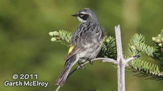 Yellowrumped Warbler [upl. by Gombach]