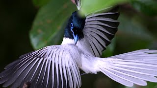 Asian ParadiseFlycatcher [upl. by Saxena]