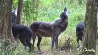 loups noirs hurlant en meute [upl. by Inanaup550]