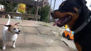 Jack Russell Terrier attacks Rottweiler [upl. by Ado]