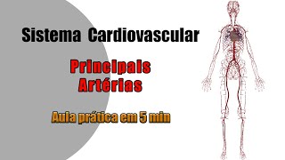 Anatomia Cardiovascular  Artérias  Aula Prática [upl. by Yrrat314]