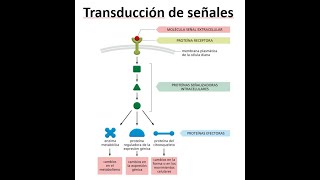 Seminario Transducción de señales [upl. by Tarrel464]