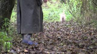 The Lagotto Romagnolo Gundog [upl. by Giffy]