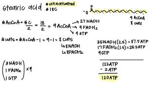 Calculating ATP from Fats  BCH 100 [upl. by Oletta824]