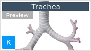 Trachea location and structure preview  Human Anatomy  Kenhub [upl. by Gonagle]