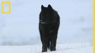 Ce loup est un véritable Dom Juan [upl. by Raseac]