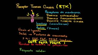 Receptor y señalización Tirosina Cinasa [upl. by Hortense383]