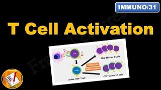 T cell Activation and differentiation FLImmuno31 [upl. by Delanie]