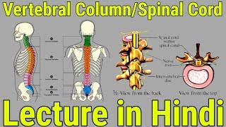 Vertebral Column and Spinal Cord Lecture in Hindi [upl. by Theurich368]