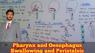 Pharynx and Oesophagus  Swallowing of food and peristalsis  Biology 9th Chapter  8 Nutrition [upl. by Amehsat480]