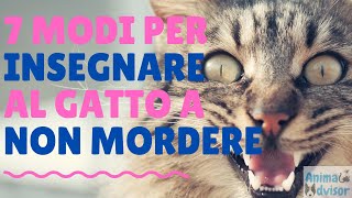 COME INSEGNARE AL GATTO A NON MORDERE NE GRAFFIARE [upl. by Airemaj175]