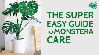 The Super Easy Guide to Monstera Care  Houseplant Resource Center [upl. by Kal]