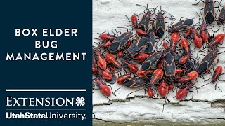 How to Handle Boxelder Bugs [upl. by Noisla]