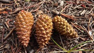 Serotinous Cone in Toaster Oven Time Lapse [upl. by Ri316]