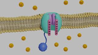 VoltageGated Sodium Channels in Neurons [upl. by Ybocaj]