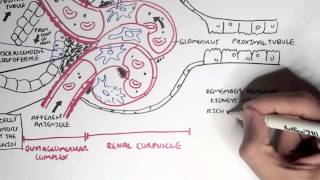 Nephrology  Kidney Physiology Overview [upl. by Hanimay563]