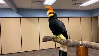 Home Safari – Rhinoceros Hornbill Terri – Cincinnati Zoo [upl. by Anhsirk]