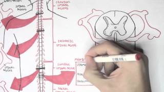 Neurology  Spinal Cord Introduction [upl. by Ruggiero]