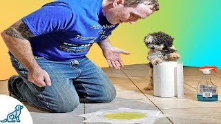 How To Stop Your Puppy From Peeing Indoors [upl. by Loos701]