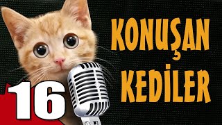 Konuşan Kediler 16  En Komik Kedi Videoları [upl. by Llerud]