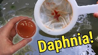 How I Culture Daphnia In Outdoor Tubs [upl. by Sheryle]