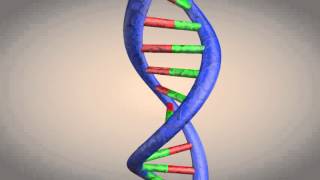 DNA double helix structure animation [upl. by Essyle702]