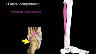 Lateral compartment leg muscles [upl. by Eiluj]