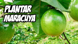 COMO CULTIVAR MARACUYÁ CON ÉXITO 😍  Huerto Orgánico [upl. by Diana]