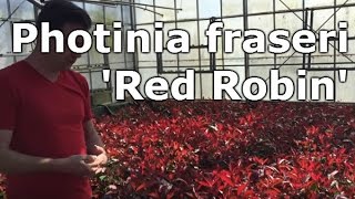 Photinia fraseri Red Robin  Vörös korallberkenye [upl. by Atirahs]