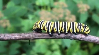 Life Cycle of the Monarch Butterfly [upl. by Shauna233]