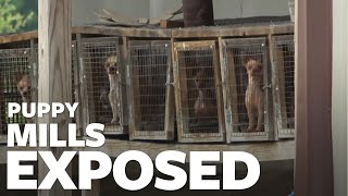 The cruel reality of puppy mills [upl. by Nolyarb]