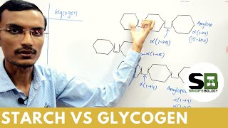 Starch vs Glycogen [upl. by Htidirrem]