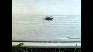 HOW TO MAKE YOUR OWN HOMEMADE BOX ELDER BUG KILLER [upl. by Renckens947]