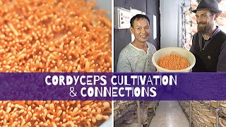 Cordyceps Cultivation amp Connections [upl. by Olatha]