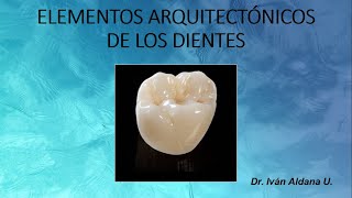 ANATOMÍA DENTARIA  Unidad 16 ELEMENTOS ARQUITECTÓNICOS DE LOS DIENTES  DR IVÁN ALDANA [upl. by Thetos]