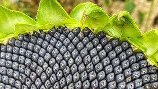 🌻 Harvesting Sunflower Seeds 🌻 [upl. by Charo]