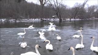 Trumpeter Swan Action on the Huron River [upl. by Rexanna501]