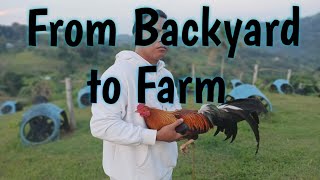 How to start Gamefowl Breeding ProperlyFarmboys Way [upl. by Bijan]